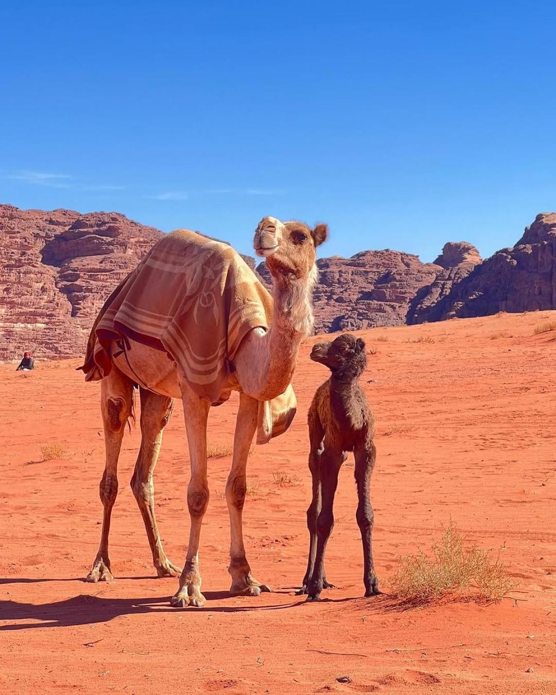 Wadi Rum Bedouin Heart Camp Eksteriør billede